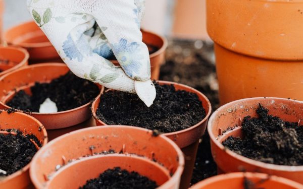 Een moestuin starten: tips voor beginners en de juiste standplaats kiezen
