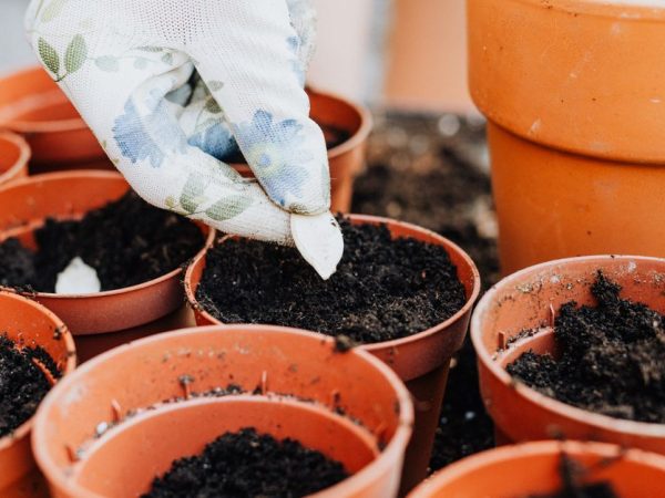 Démarrer un potager : astuces pour débutants et choix de l’emplacement