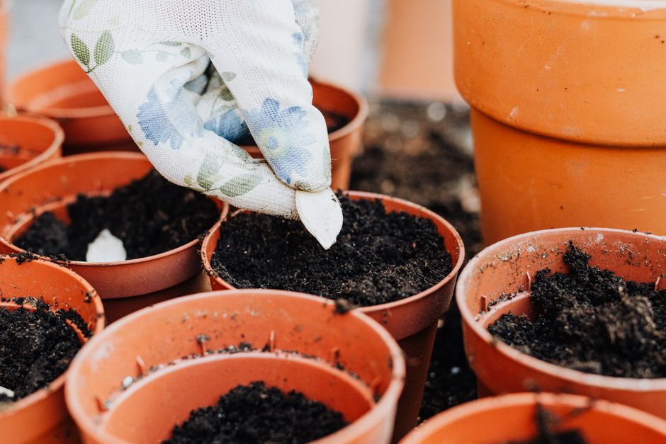 Démarrer un potager : astuces pour débutants et choix de l’emplacement